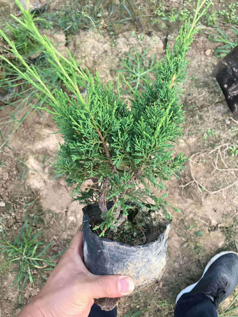 济州真柏盆景素材日本济州真柏苗绿植盆栽地栽真柏苗一年苗2年苗2530