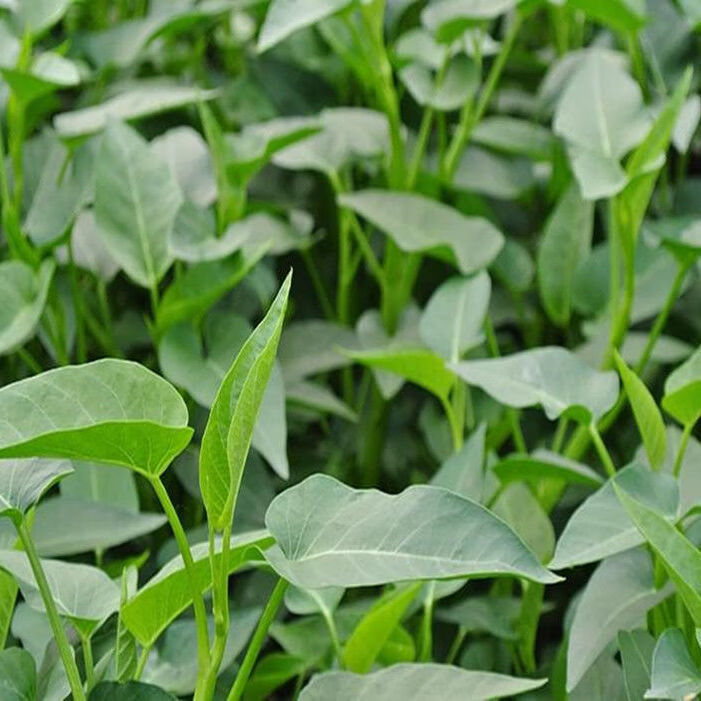 空心菜种子大叶空心菜的种子四季播种阳台盆栽圆叶蔬菜青梗可水培大叶