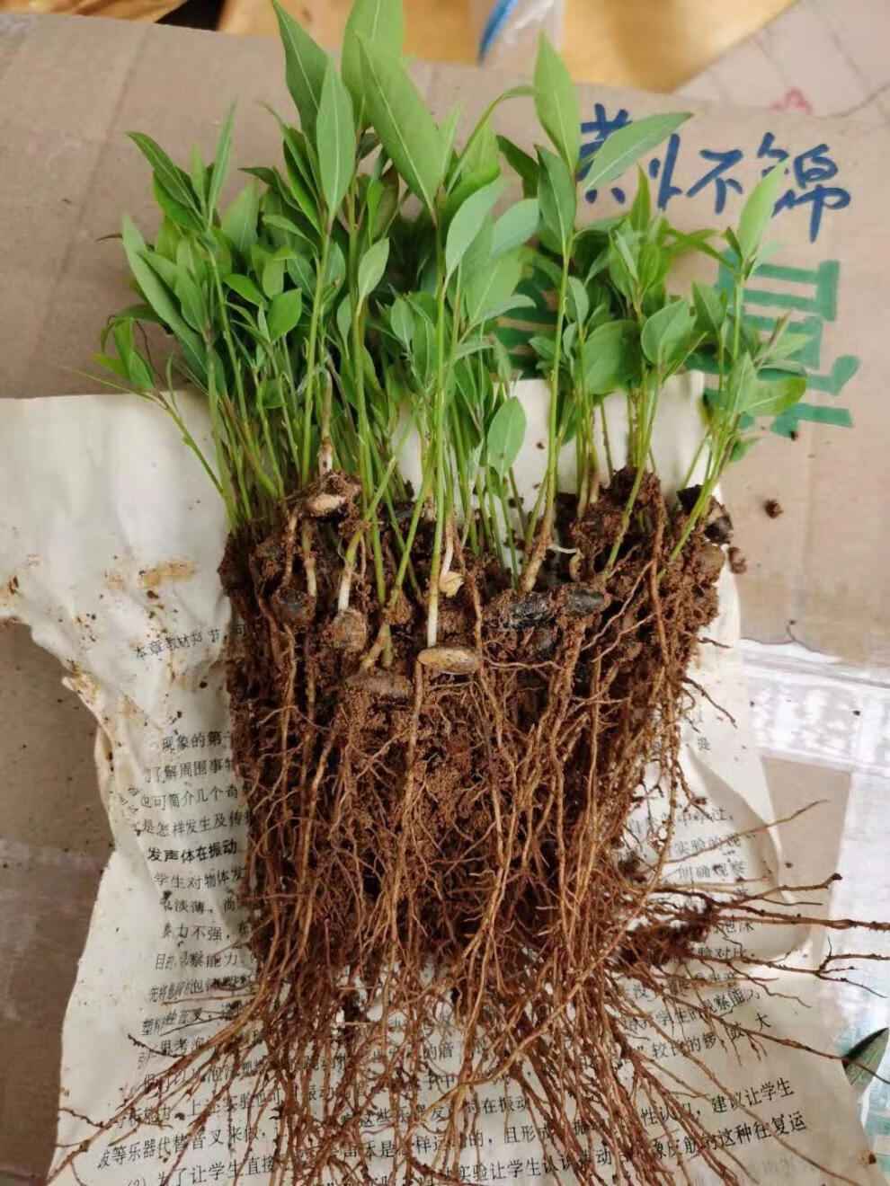 正宗金丝楠木苗小叶桢楠树苗楠木树苗楠木杯苗保湿保鲜发货 15-30厘米