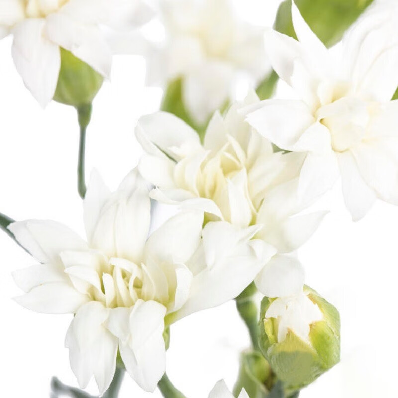 云醉花 白色星太子 b级 多头康乃馨 白色 b级 20支/扎