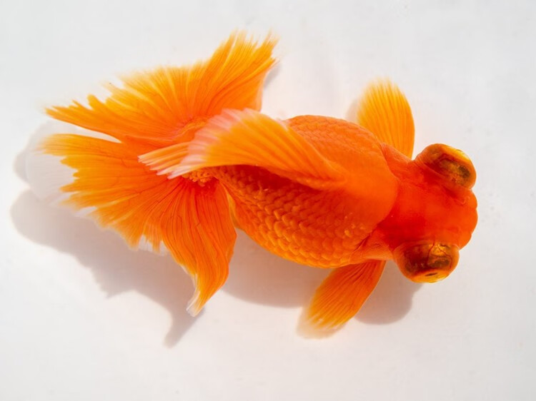 精品蝶尾金鱼包活好养小型冷水观赏鱼黑白熊猫蝶尾红白包金五花黑 7