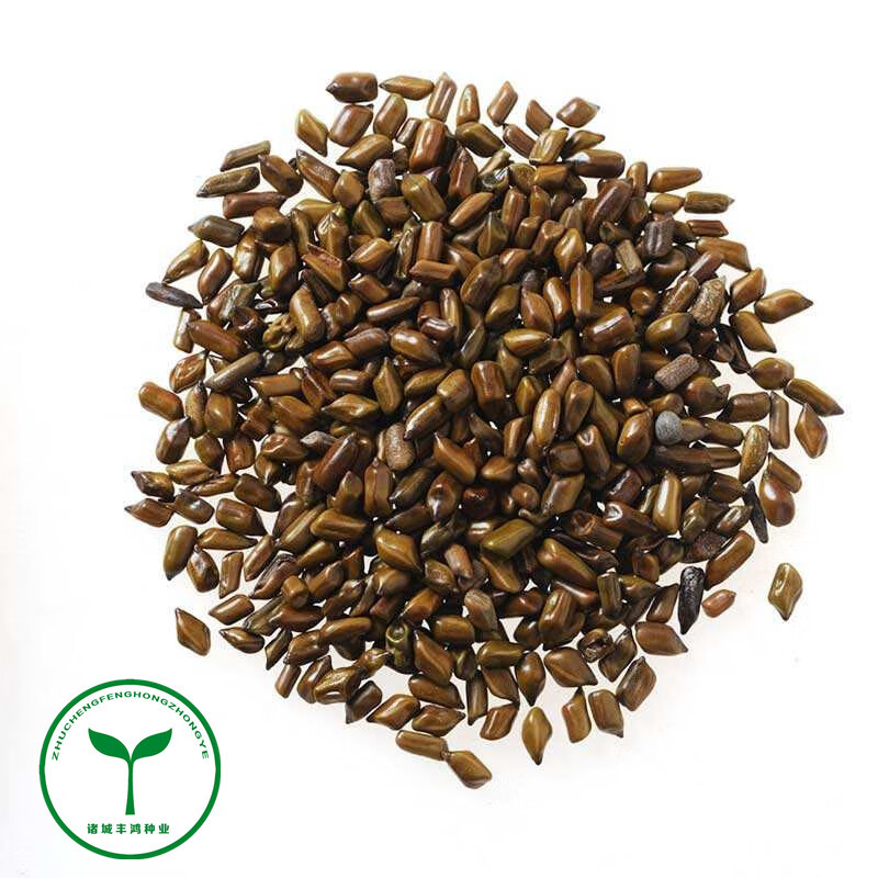 特菜纯野生决明子种子药食两用野生中草药种子 阳台盆栽易种 半斤克