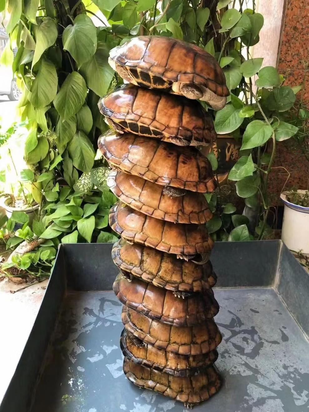 金钱龟活龟石金钱龟纯种南石龟活体宠物观赏小乌龟活物 一公三母 8-15