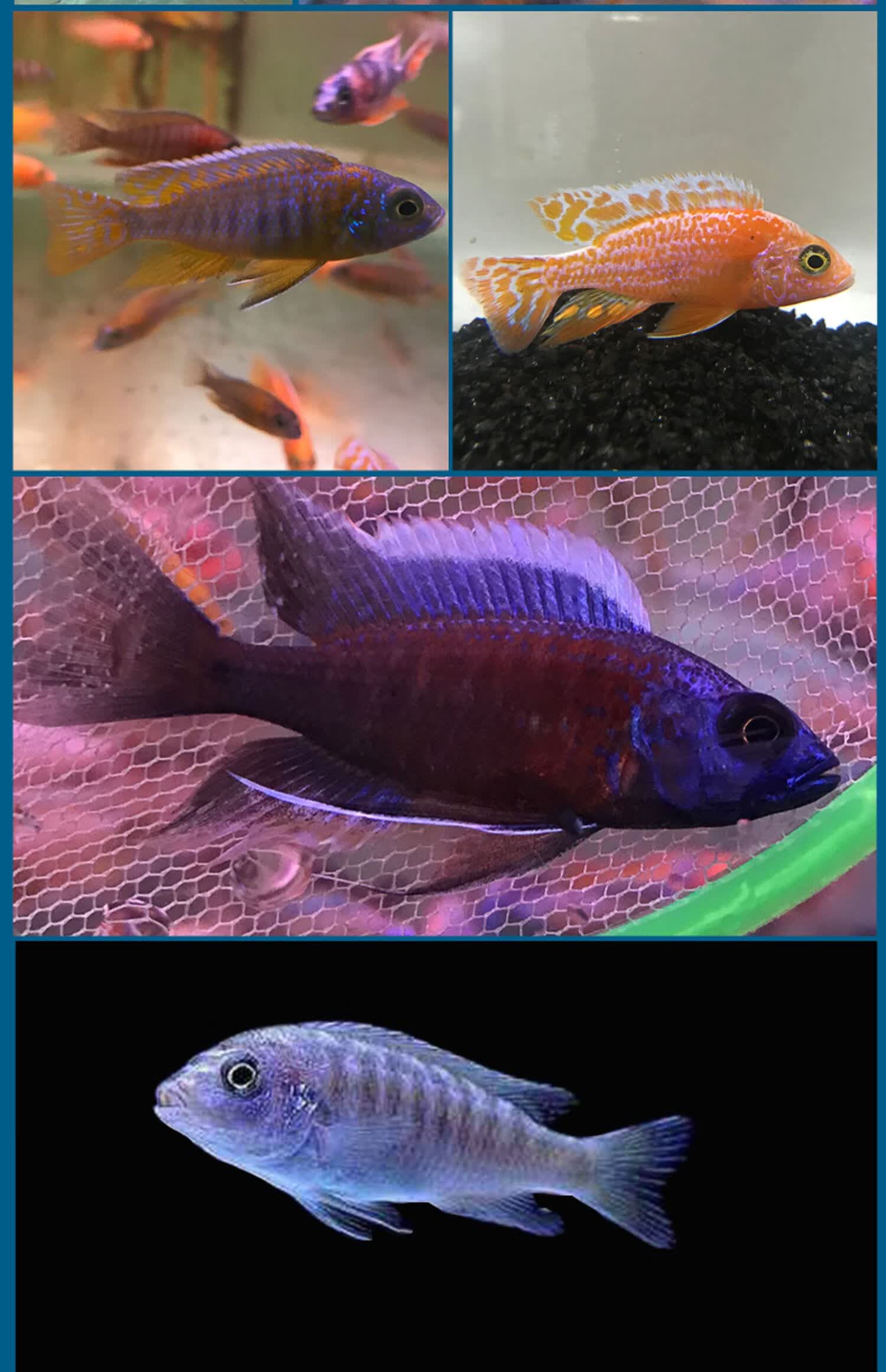 ajaj三湖慈鲷鱼黑线王子活体中小型耐养易活热带观赏鱼淡水鱼 7-9cm