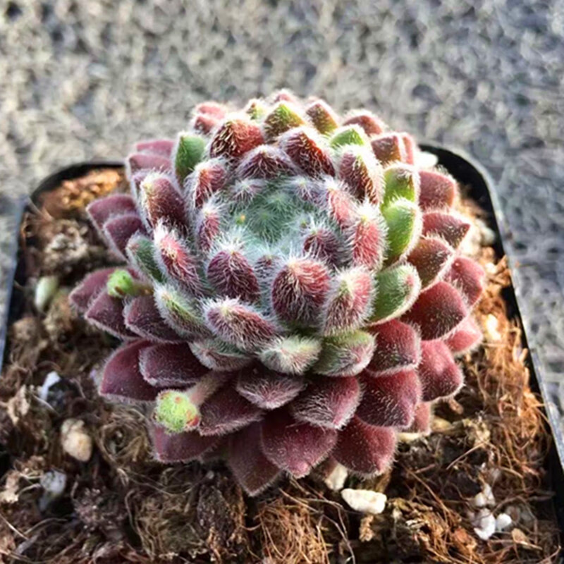 花络阁多肉植物【草莓卷娟】鑫花肉肉绿色的肉多花卉精品防辐射 简易