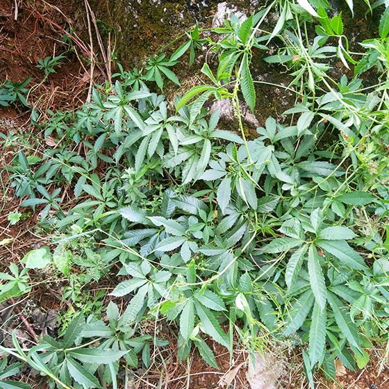 中药材罗锅底金龟莲蛇莲苦金盆雪胆曲莲深山采挖鲜货1000g