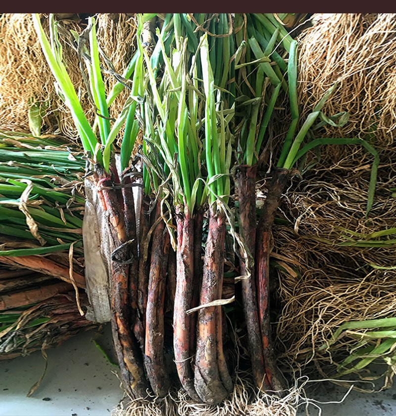 源外园 甘肃陇南新鲜红葱红头葱种产地大葱老葱根对葱红皮红根小葱种