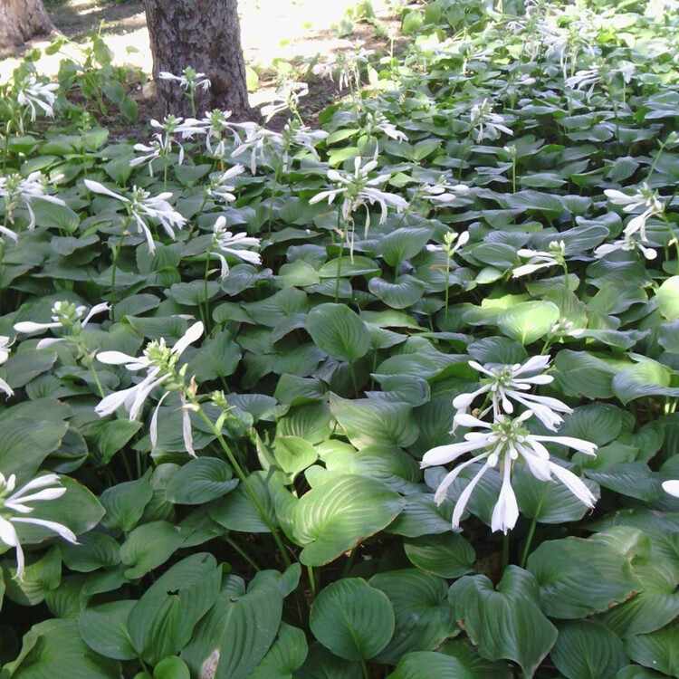 玉簪種子玉春棒白鶴花玉泡花白玉簪籽水生花種子種孑多年生 玉簪種子