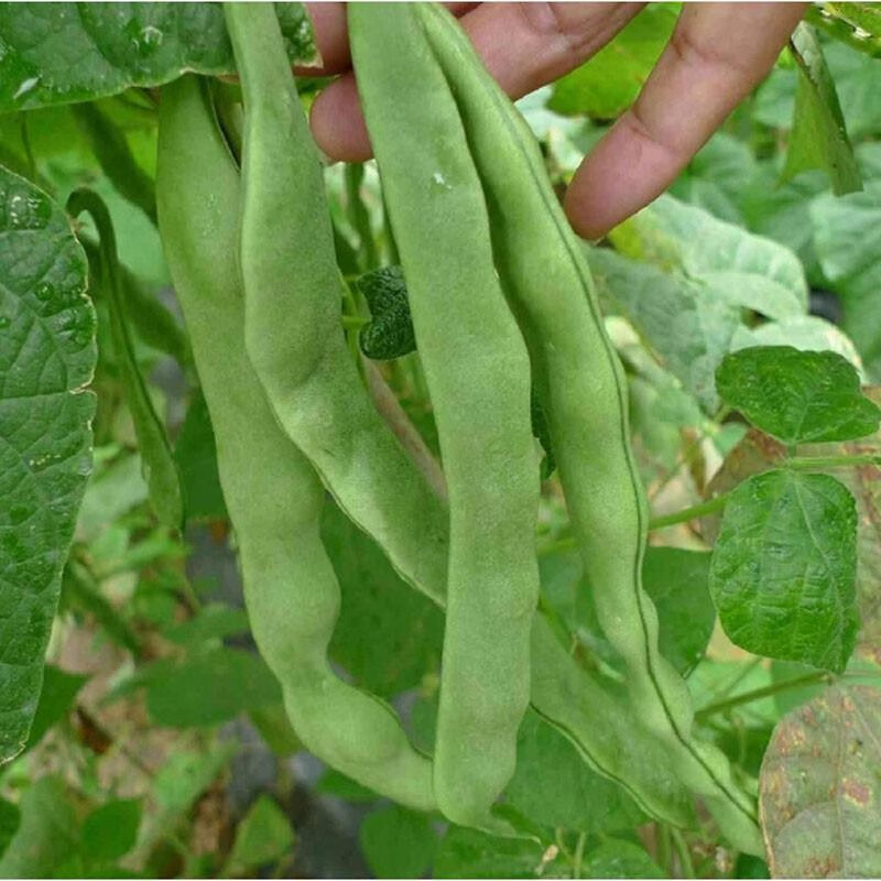 民汇园四季蔬菜争春超越架豆种子架豆王四季豆芸豆豆角白四季豆扁豆九粒白0克 袋争春超越架豆0克 袋 图片价格品牌报价 京东
