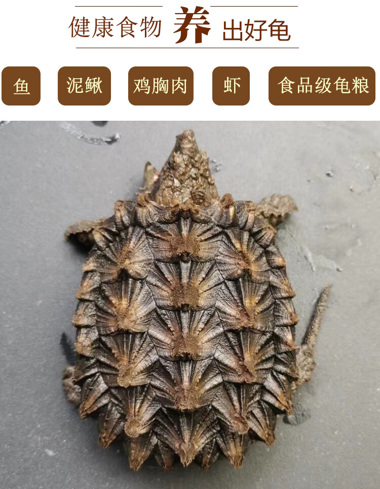 ajaj大鳄龟苗进口真鳄龟gold纯钓鱼龟大小佛杂鳄龟宠物观赏乌龟 1.