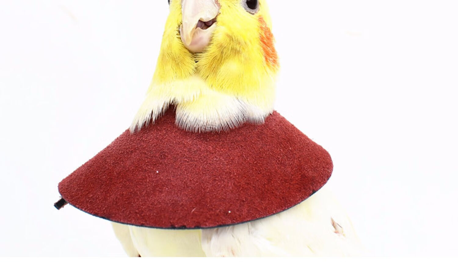 鹦鹉伊丽莎白圈鹦鹉防咬脖圈鸟用伊丽莎白啄毛咬毛受伤保护脖套虎皮