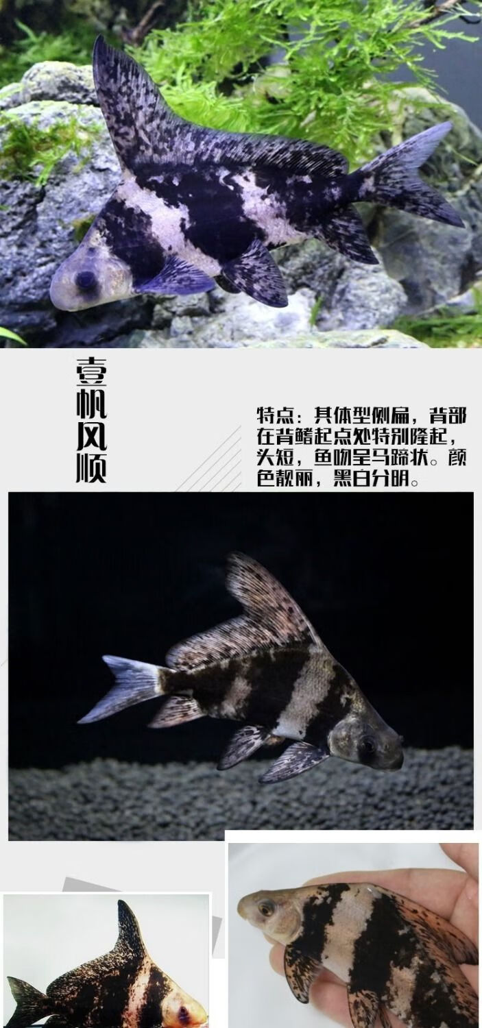 一帆风顺鱼亚洲美人鱼冷水观赏鱼清道夫淡水鱼好养耐活79公分8条