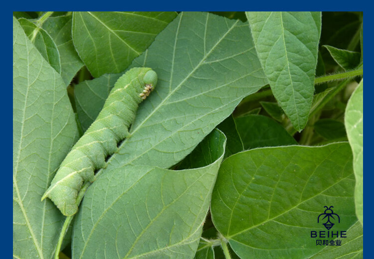 活豆虫大青虫高蛋白豆丹猪儿虫芝麻虫食用昆虫钓鱼宠物活体下蛰土 70