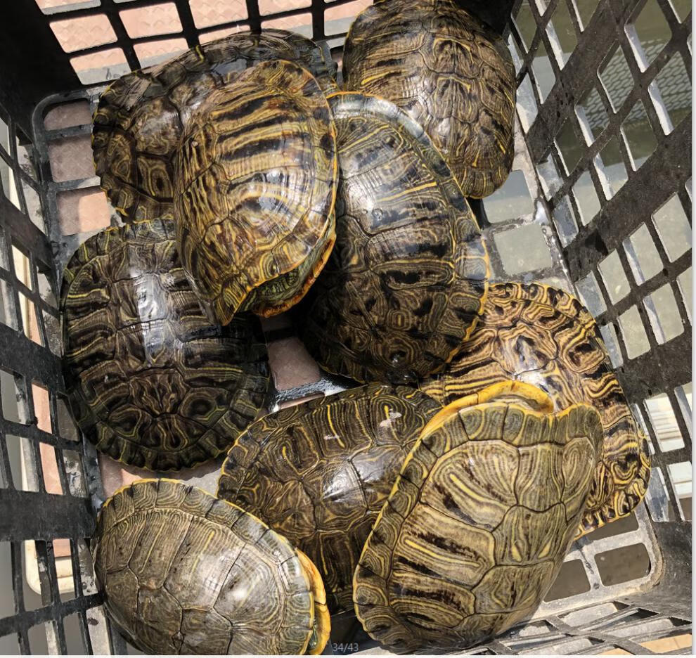 1-4斤超大巴西龟 活物乌龟外塘繁殖种龟活体超大乌龟下蛋龟产蛋龟