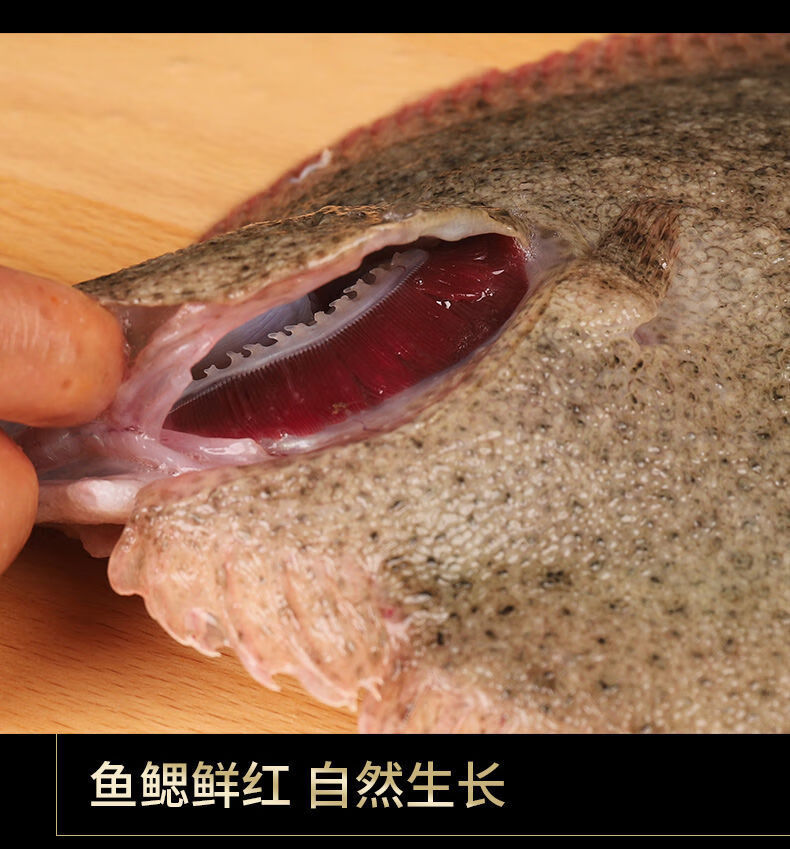 鮮活多寶魚新鮮比目魚大菱鮃海鮮魚類批發水產冷凍海鮮57兩每條3條