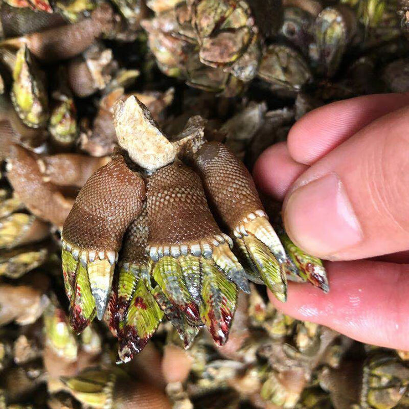 鹅颈藤壶海鲜佛手螺鲜活特大超大狗爪螺龟足鸡爪螺鬼爪新鲜1斤装腾旺