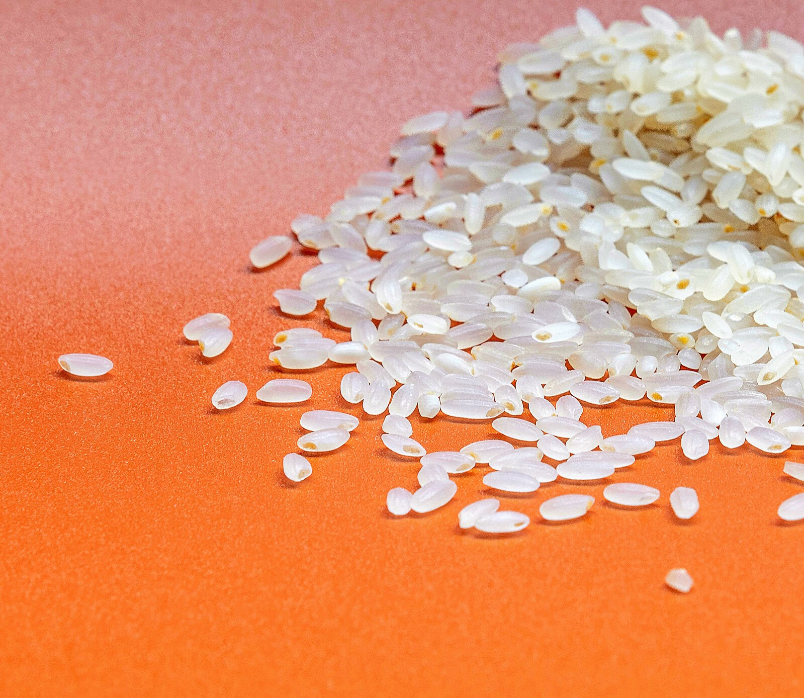 北燕礼禾胚芽米5公斤生态胚芽米五谷杂粮东北大米 胚芽米