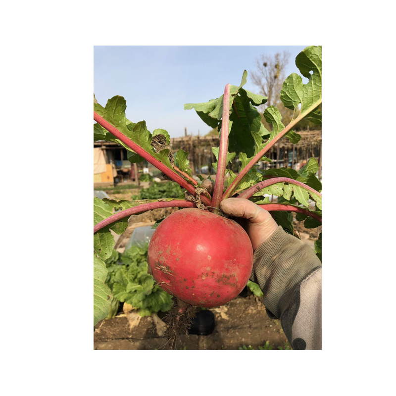 民汇园杂交一袋七叶红萝卜种子红皮萝卜圆萝卜蔬菜种子不易糠心生食