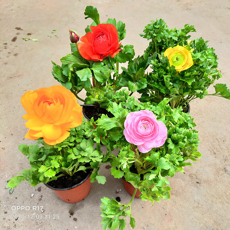 新品花毛茛芹叶牡丹洋牡丹室内外庭院盆栽花卉带花植物易活 2盆2色 带