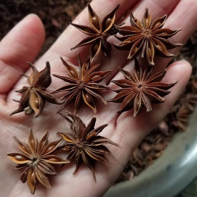 北京莽草中药材野八角 山大茴野生钓鱼饵 山八角茴香醉鱼野外钓鱼野钓