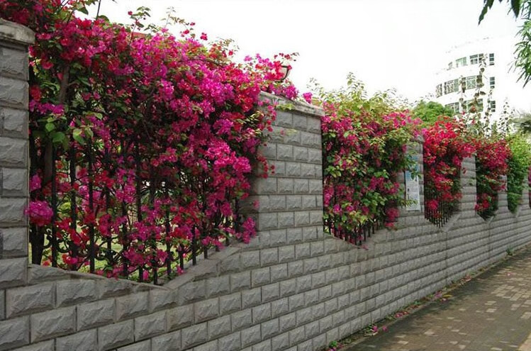 三角梅室内室外盆栽爬藤花卉攀援植物大苗重瓣大苗花卉绿植盆栽玫红色