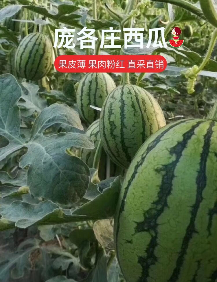 大兴小西瓜l600简介图片