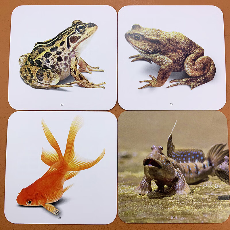 儿童早教认知卡片看图识物认识动物王国英汉对照幼儿园036岁宝宝儿童