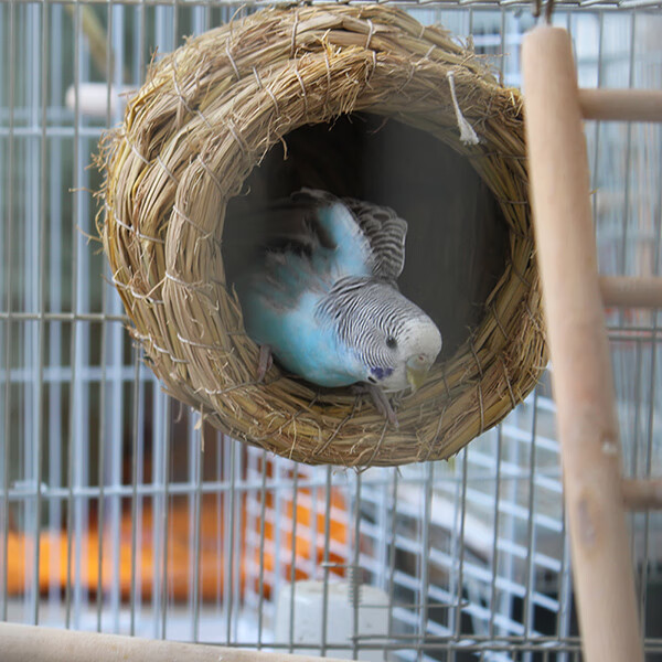 手工草编窝 鸟窝草窝 虎皮牡丹玄凤鹦鹉窝巢 小鸟窝 繁殖窝 大号