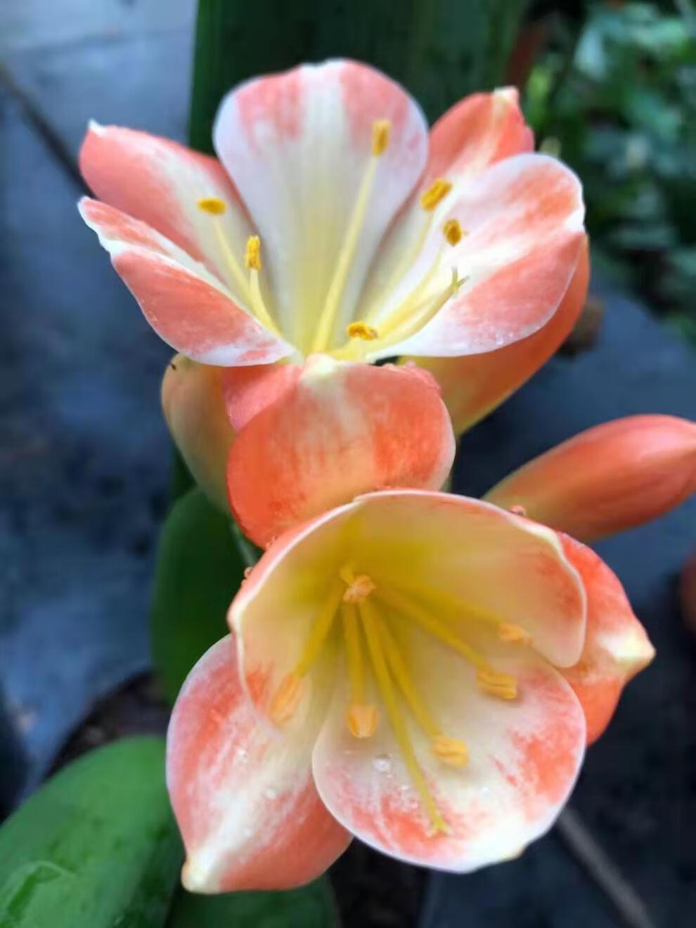 君子兰盆栽圆头和尚宽叶圆叶短叶元宝精品名贵原盆原土好养活 满堂红