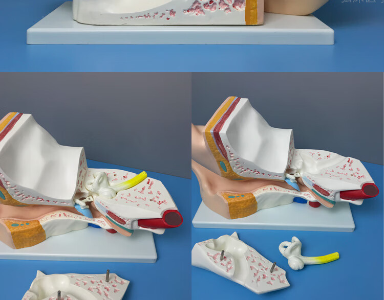 涓涓细语 耳朵模型人体耳部解剖结构放大耳道采耳儿童五官医学教学