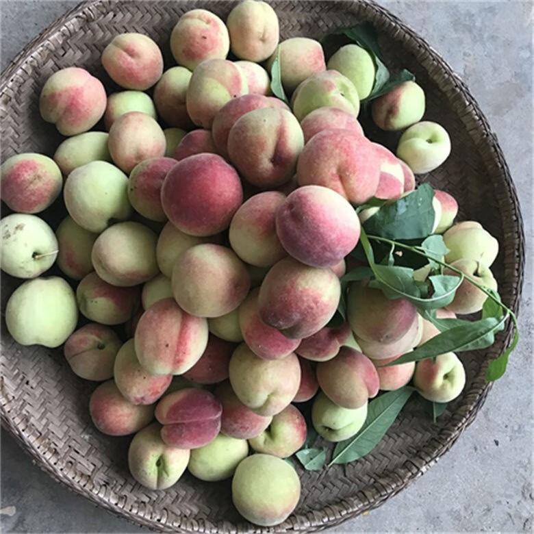 冬桃正宗山东桃子青州蜜雪桃毛桃新鲜现发孕妇水果脆甜冬桃 5斤 中果
