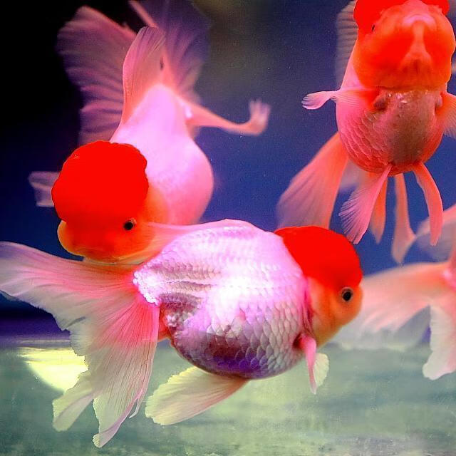 精品鎏金金鱼高背短尾活体淡水冷水观赏鱼宠物鱼水族红白好养耐活