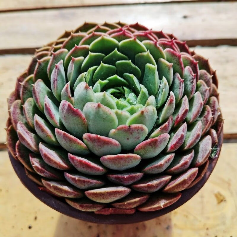 露养朱砂痣多肉植物老桩好养易活室内阳台云南花卉绿植盆栽盆景原盆