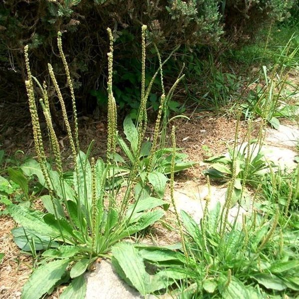 车前草新鲜全草500g平车前野生中草药泡茶上山现挖发货带根 新鲜车前
