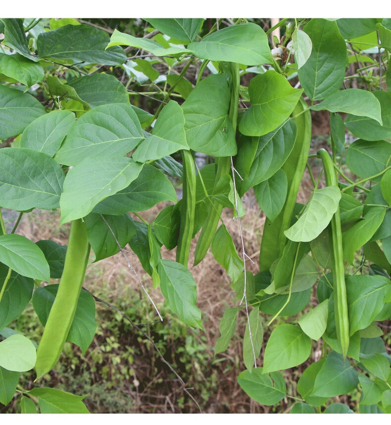 源外園新鮮刀豆 嫩刀大刀豆農家自種刀把豆 湖南蔬菜青刀豆5斤現摘