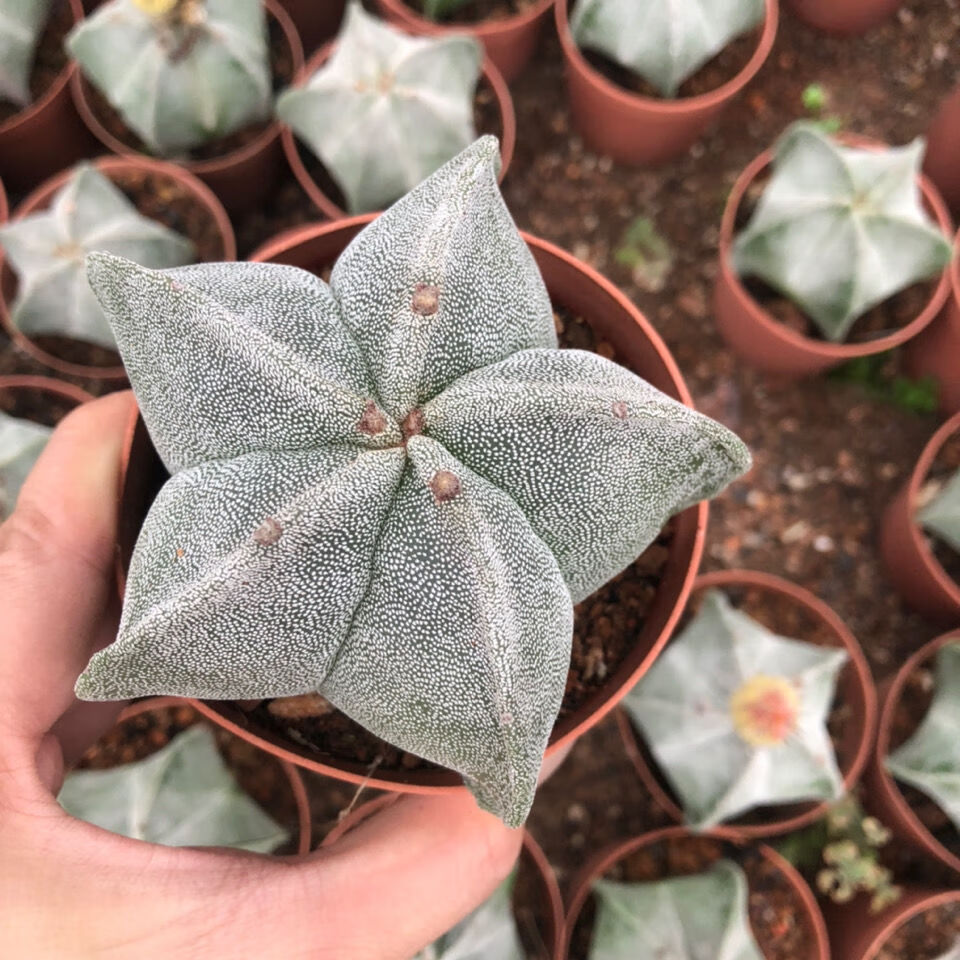 鸾凤玉四五角琉璃银砂仙人球多肉多肉植物组合绿植花卉盆栽吸甲醛