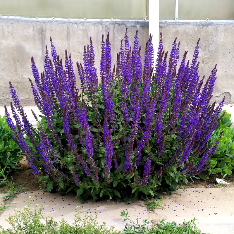 蓝花鼠尾草种子易活春秋播多年生花种花海园林绿化四季景花种籽子蓝花