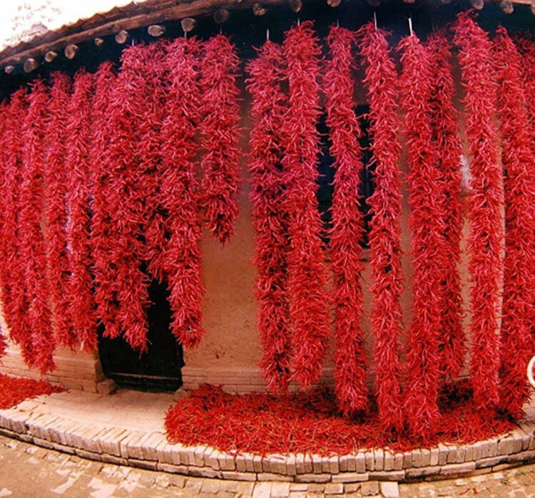 西北宁夏平罗大辣子整根辣皮子辣椒面大盘鸡石碾子辣椒粉晒干辣椒 250