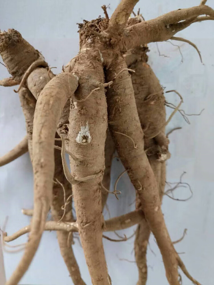 新鲜当归 新鲜甜当归云南独脚归煲汤滋补材料 云归 甜当归 3斤