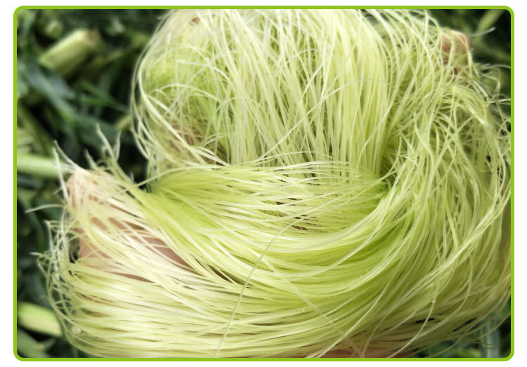 花初醒明胜天成广西横县新鲜玉米须茶农家种植现剥现实发玉米笋须新鲜