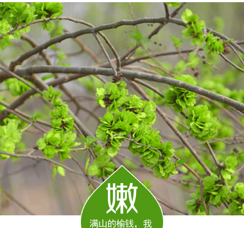 春光岛恒温箱航空冰保鲜膜吸潮纸顺丰现摘新鲜榆钱山西运城中条山时令