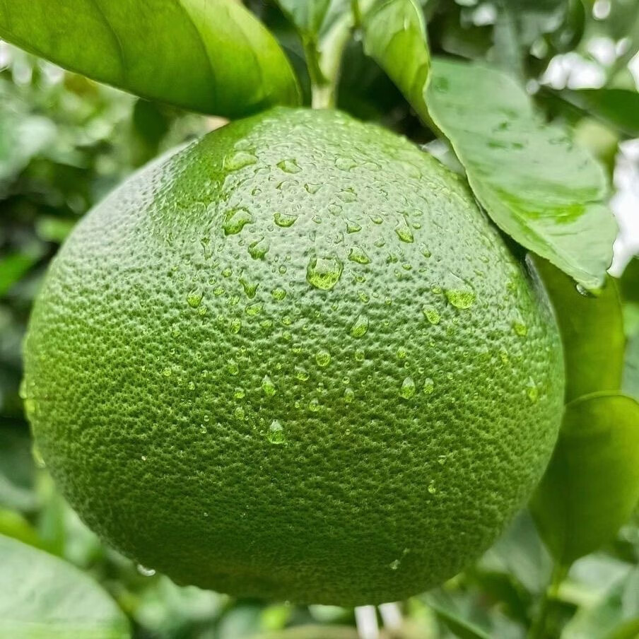青皮葡萄柚 芭芭西柚 整箱纯甜柚子云南甜西柚新鲜水果 7.