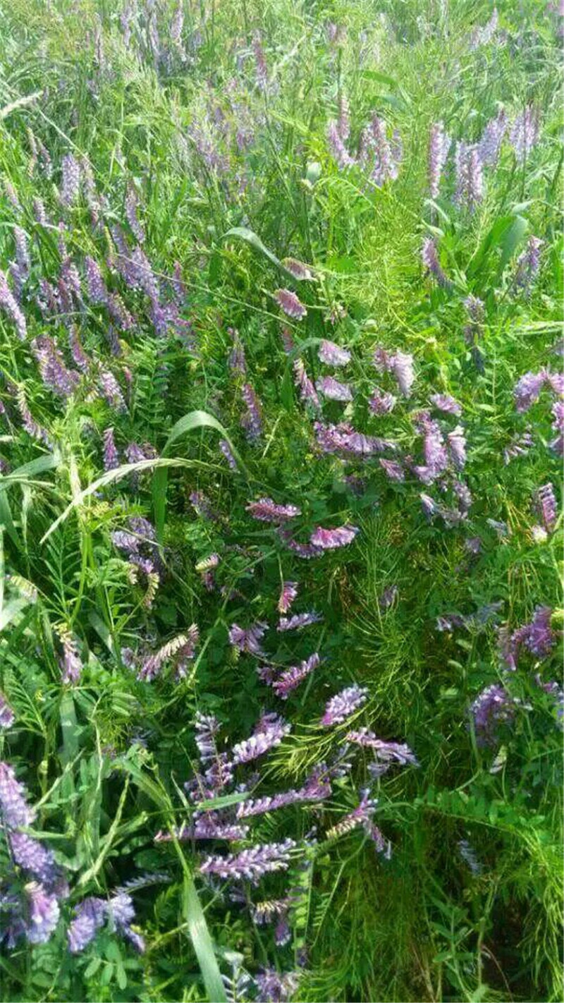 光叶紫花苕种苕子种毛苕子草籽绿肥种子绿肥种籽果园野豌豆草种子沐智
