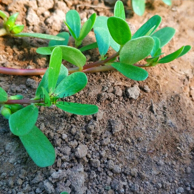 馬齒莧菜新鮮馬齒菜馬蜂菜馬莧菜馬齒筧螞蚱菜14斤2000g