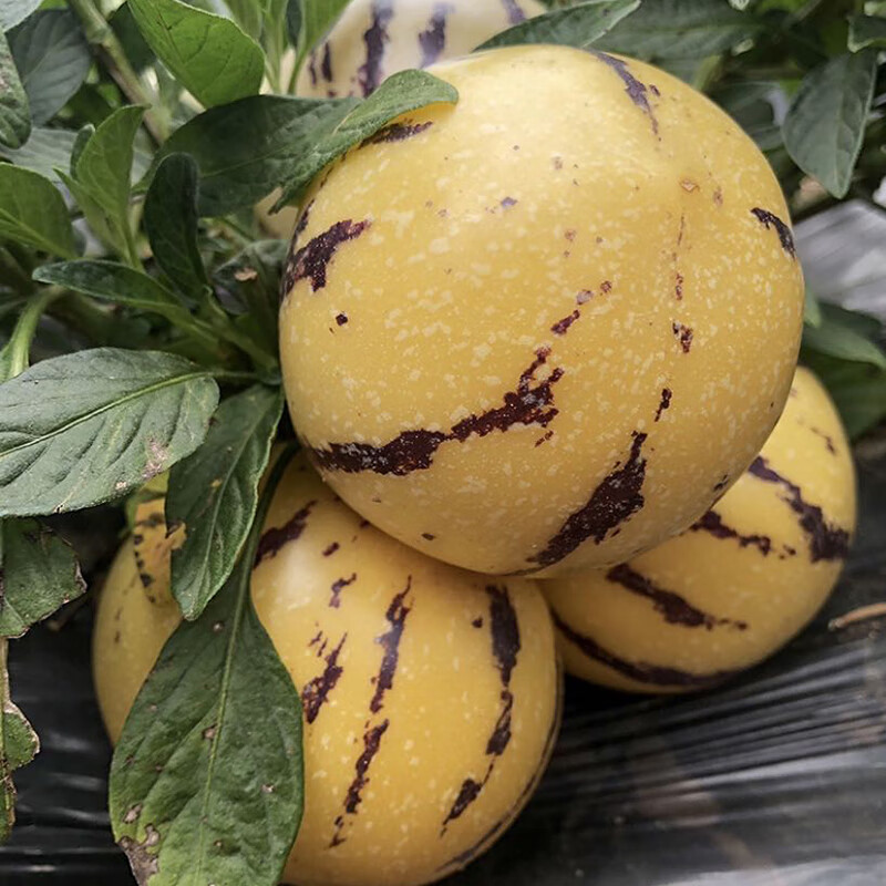 云南石林七彩人参果特大果精品黄肉圆果人生果 带箱10斤净果9斤装