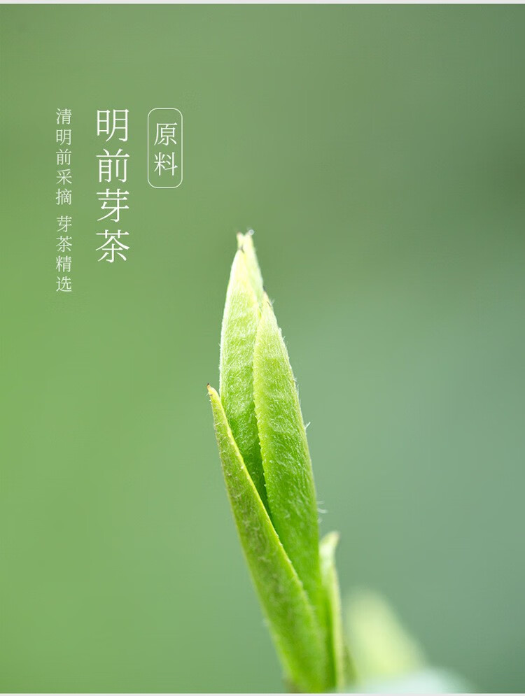 湘三郎2021新茶紫阳毛尖绿茶陕西茶叶高山绿茶100g袋装100g紫阳毛尖