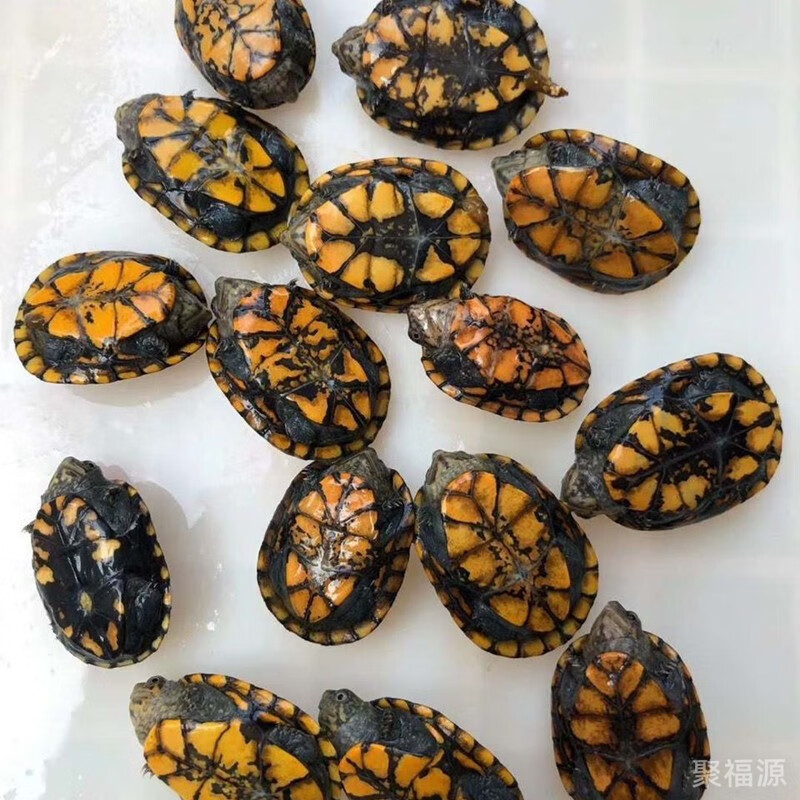 红面蛋龟 红面苗蛋龟黄腹蛋龟 活体乌龟宠物乌龟 红面全系 大红头 龟
