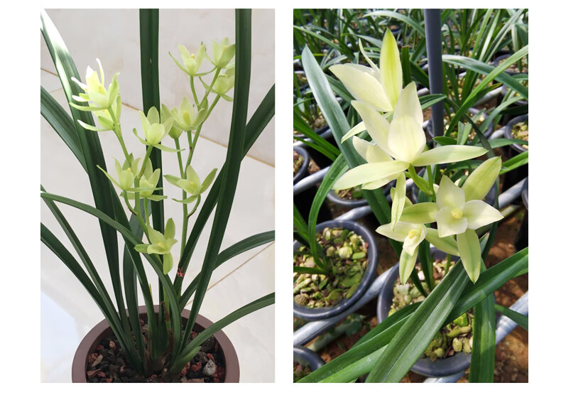 华香园兰花七仙女建兰四季兰荷型素心奇花铭品浓香型室内外盆栽盆景