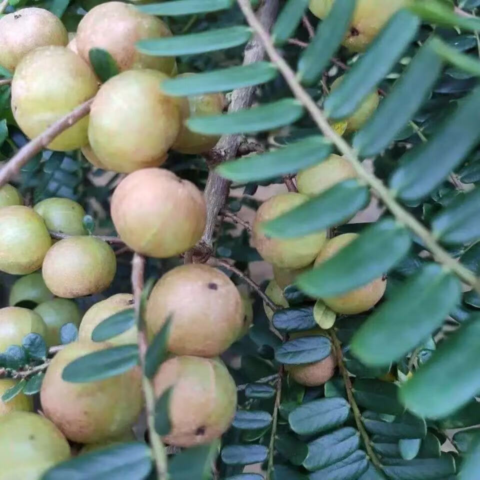 新鮮採摘野生赤皮油甘果餘甘果牛甘果餘甘子孕婦酸水果潮汕特產淨重三