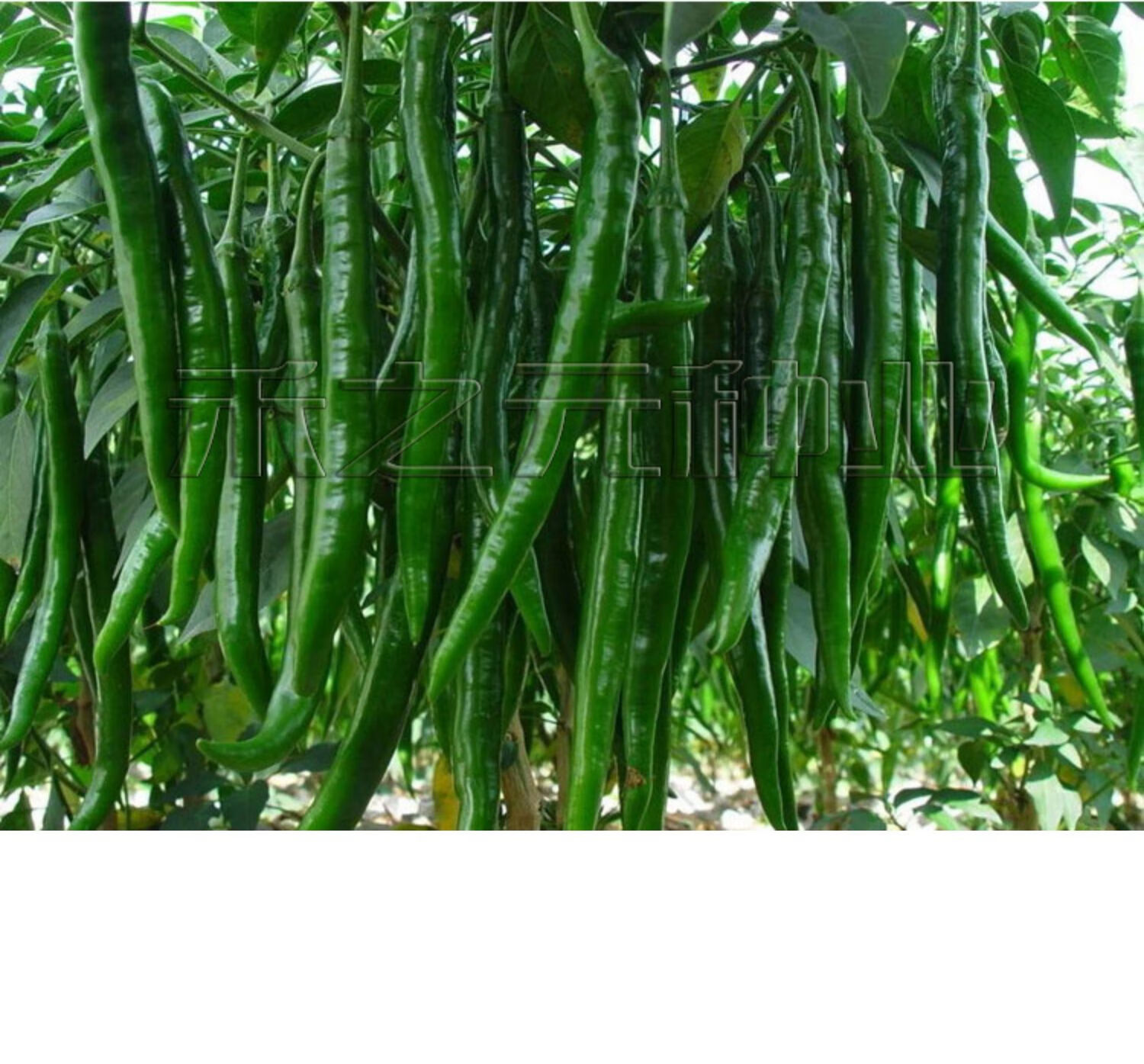 辣椒二荆条长四季种籽盆栽南方种苗蔬菜种孑春季 辣皇妃158线椒1000粒